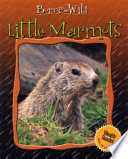 Little_marmots
